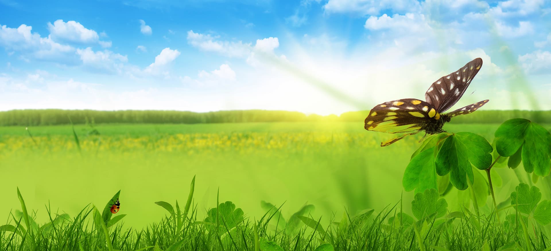 Schmetterling auf grüner Wiese im Sonnenschein, Symbol für Naturverbundenheit und Nachhaltigkeit.